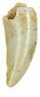 Serrated, Raptor Tooth - Morocco #55790-1